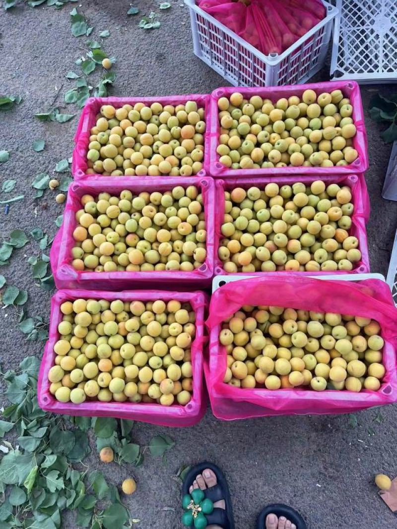 茉莉香杏，个头均匀，皮毛亮，适合超市