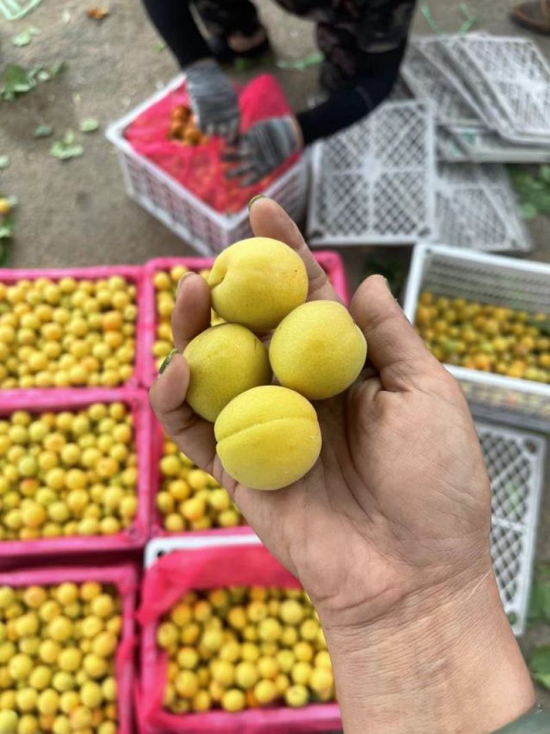 茉莉香杏，个头均匀，皮毛亮，适合超市