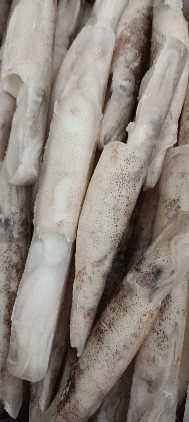 江苏连云港加州笔管鱼货源充足肉质鲜美，欢迎致电