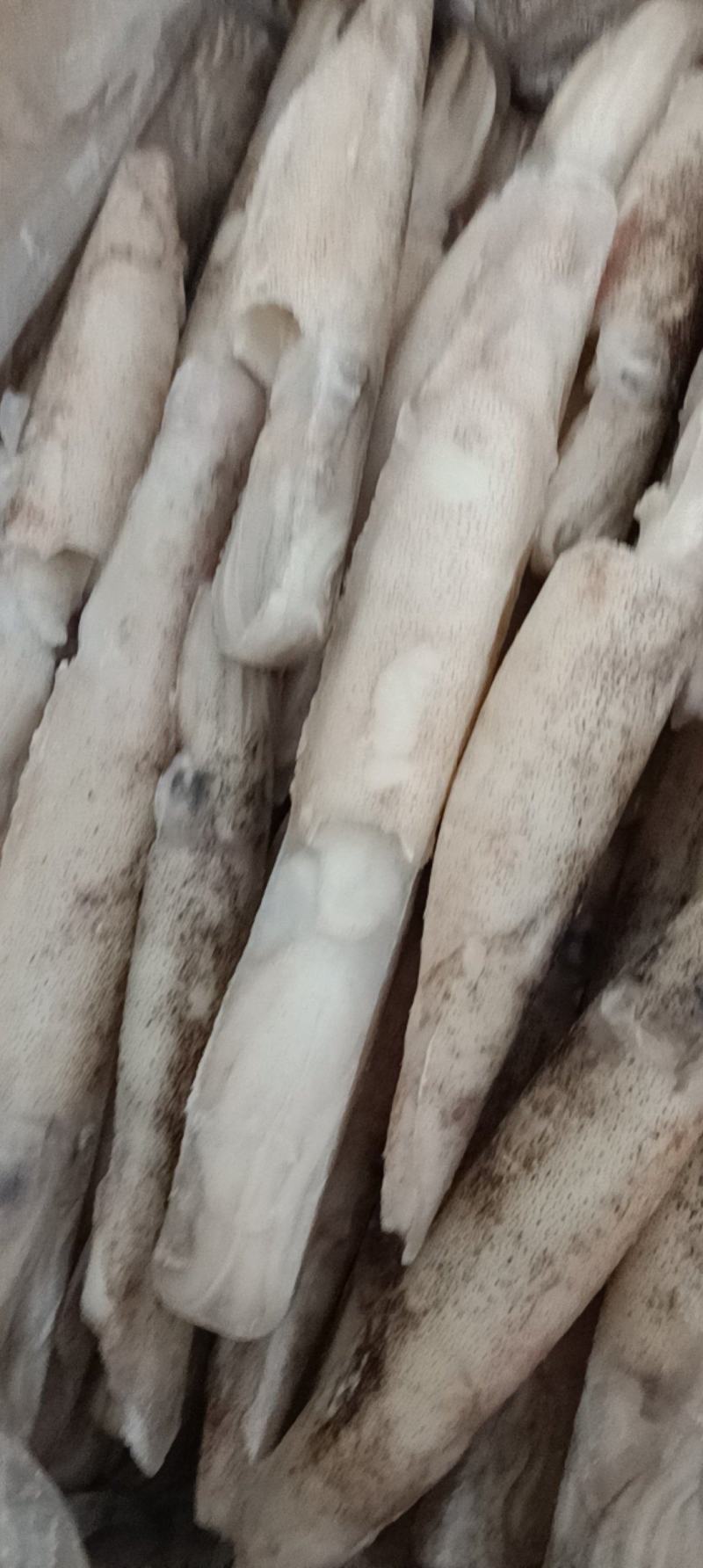 江苏连云港加州笔管鱼货源充足肉质鲜美，欢迎致电
