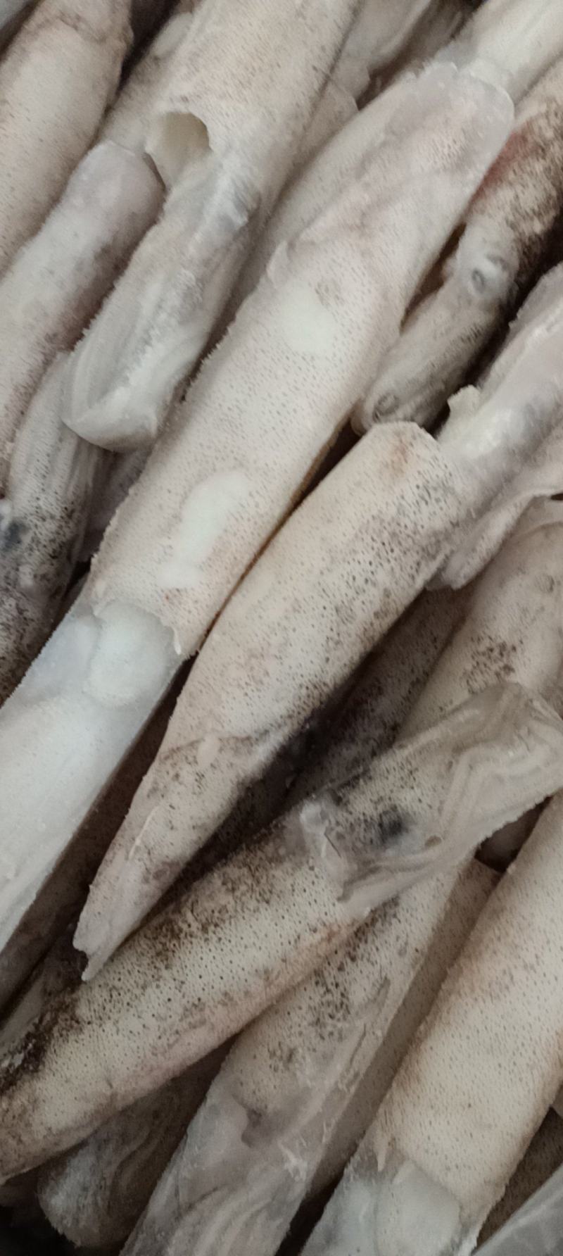 江苏连云港加州笔管鱼货源充足肉质鲜美，欢迎致电