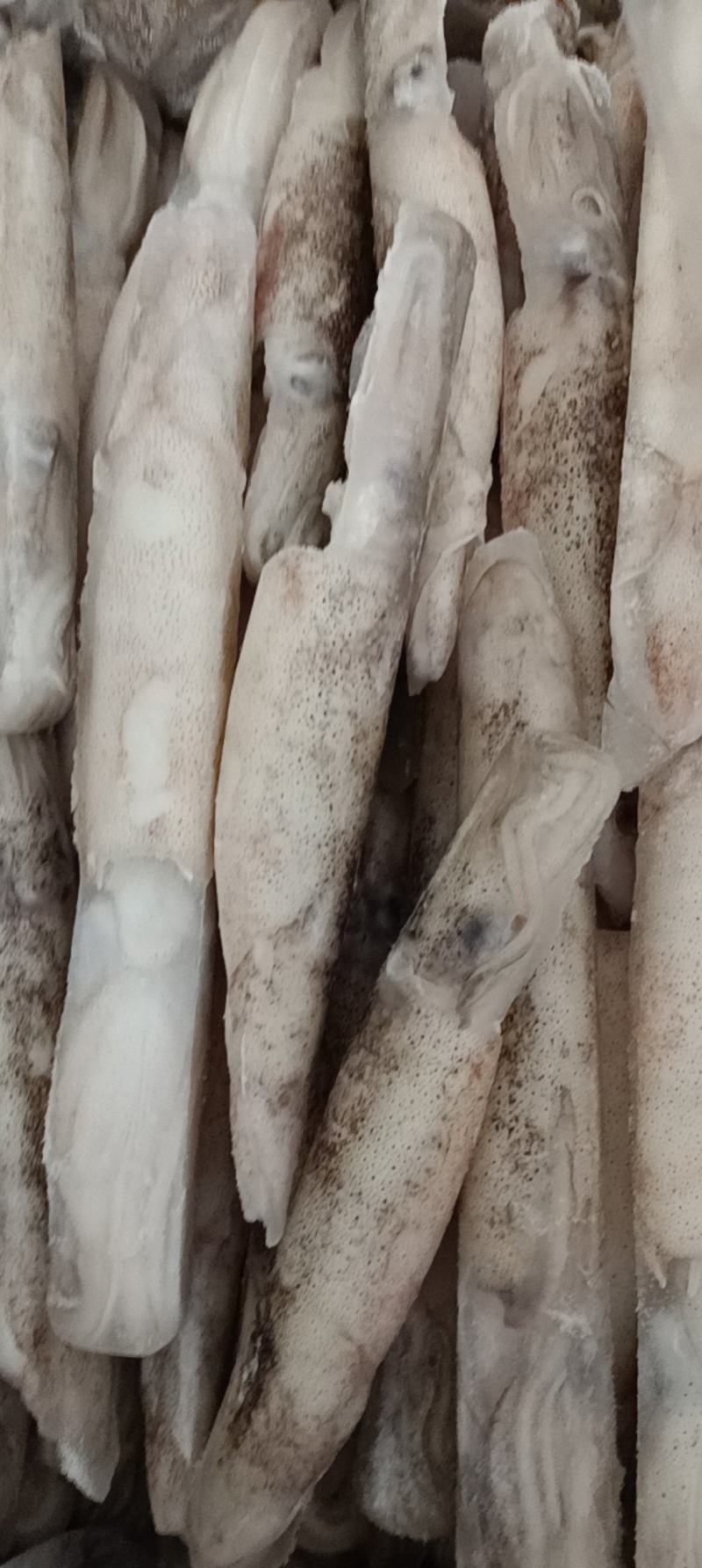 江苏连云港加州笔管鱼货源充足肉质鲜美，欢迎致电