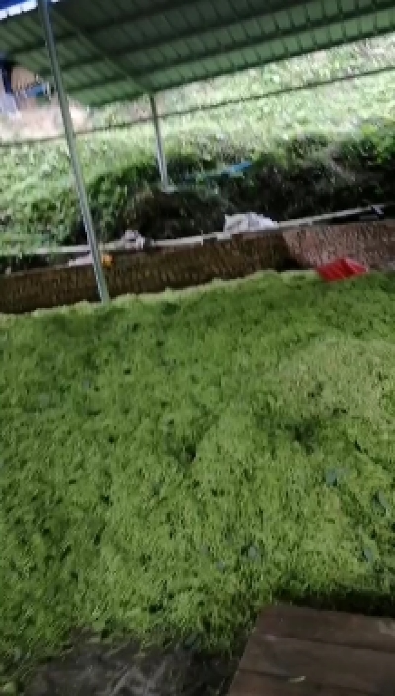 金银花