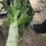 红莴笋