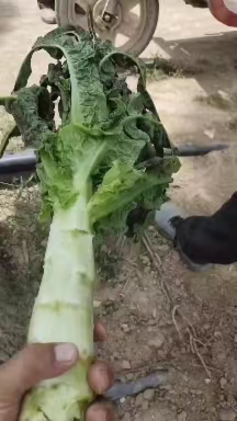 红莴笋