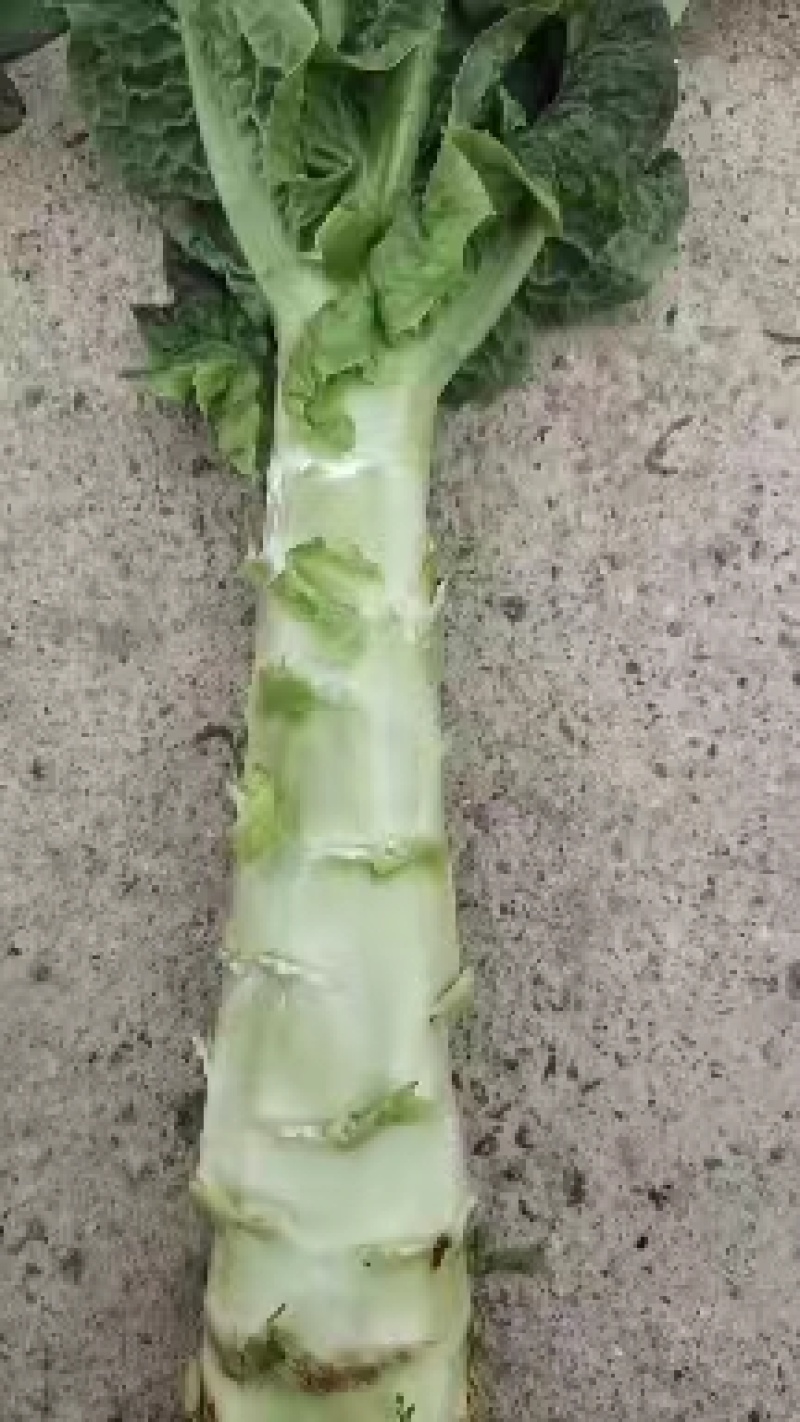 红莴笋
