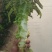 红莴笋