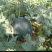 福建建瓯黄心西瓜，