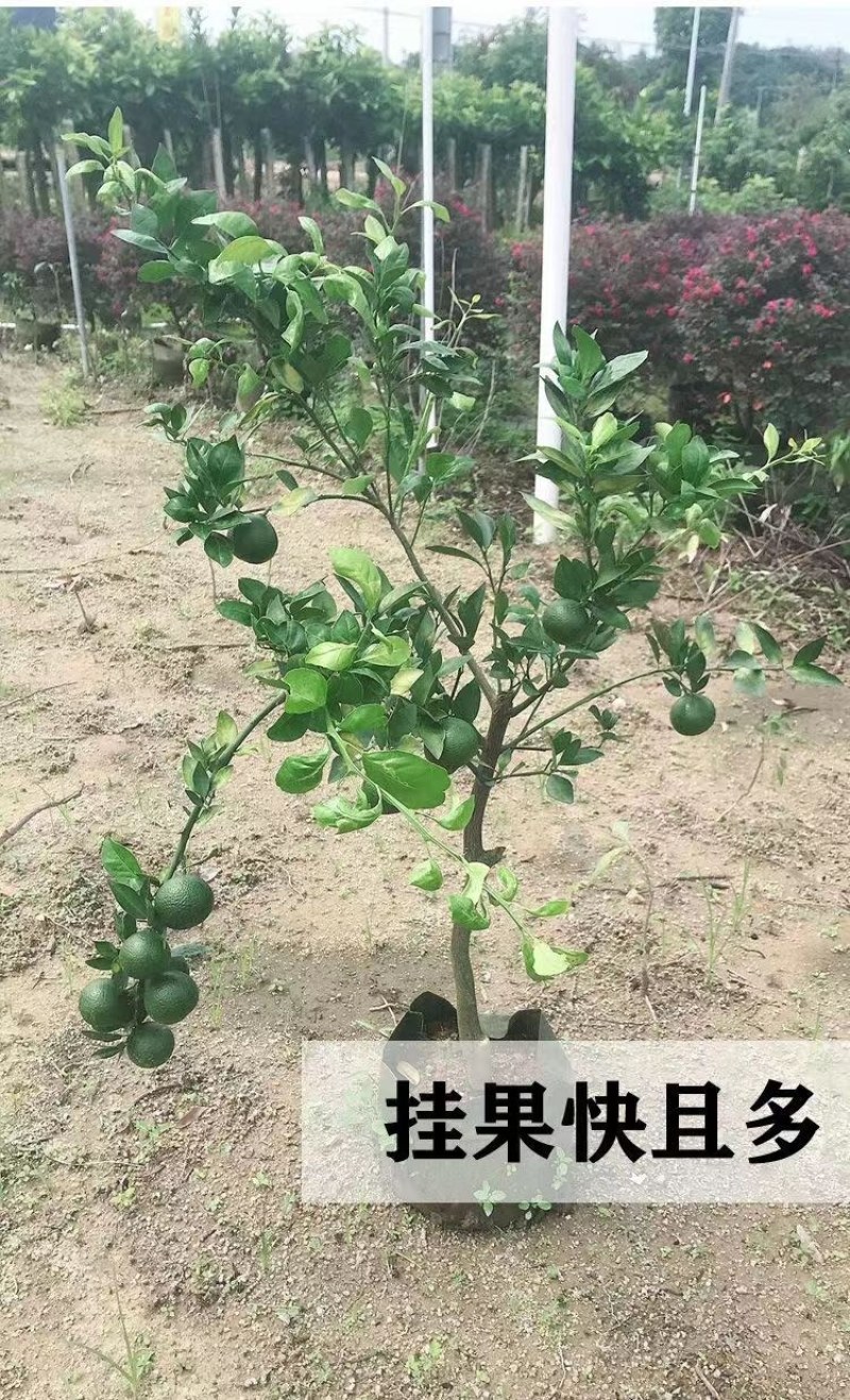 金桔树树苗脆皮金桔果树无籽橘子果苗四季羊奶金桔树苗盆栽
