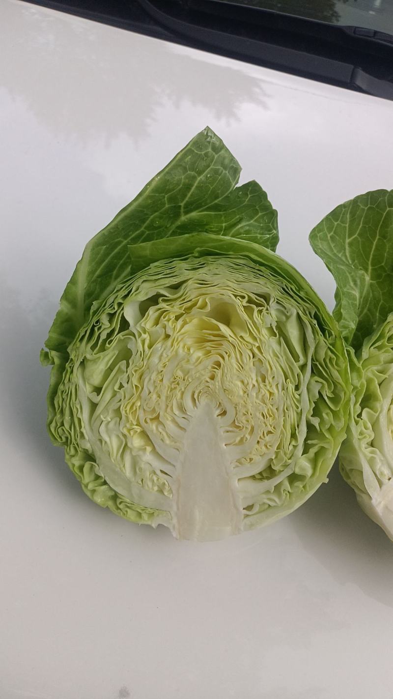 甘蓝
