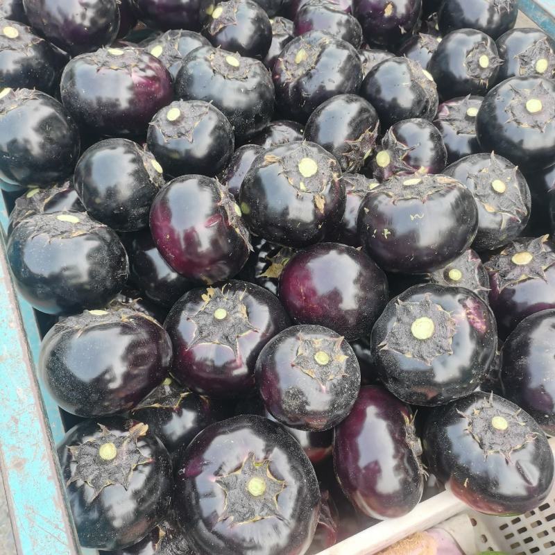 河南【精品圆茄】/对接/电商/批发市场/超市/产地直发