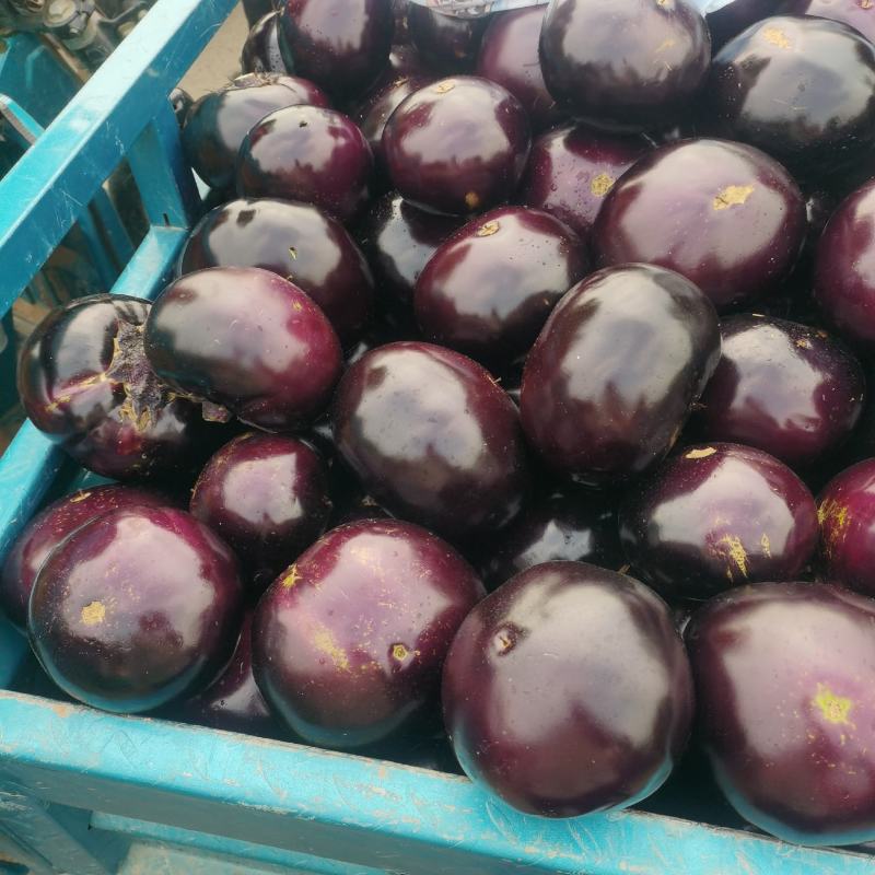 河南【精品圆茄】/对接/电商/批发市场/超市/产地直发
