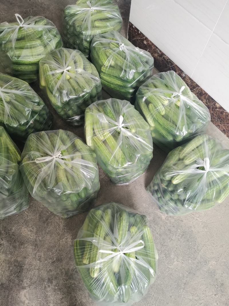 利川市燕白黄瓜
