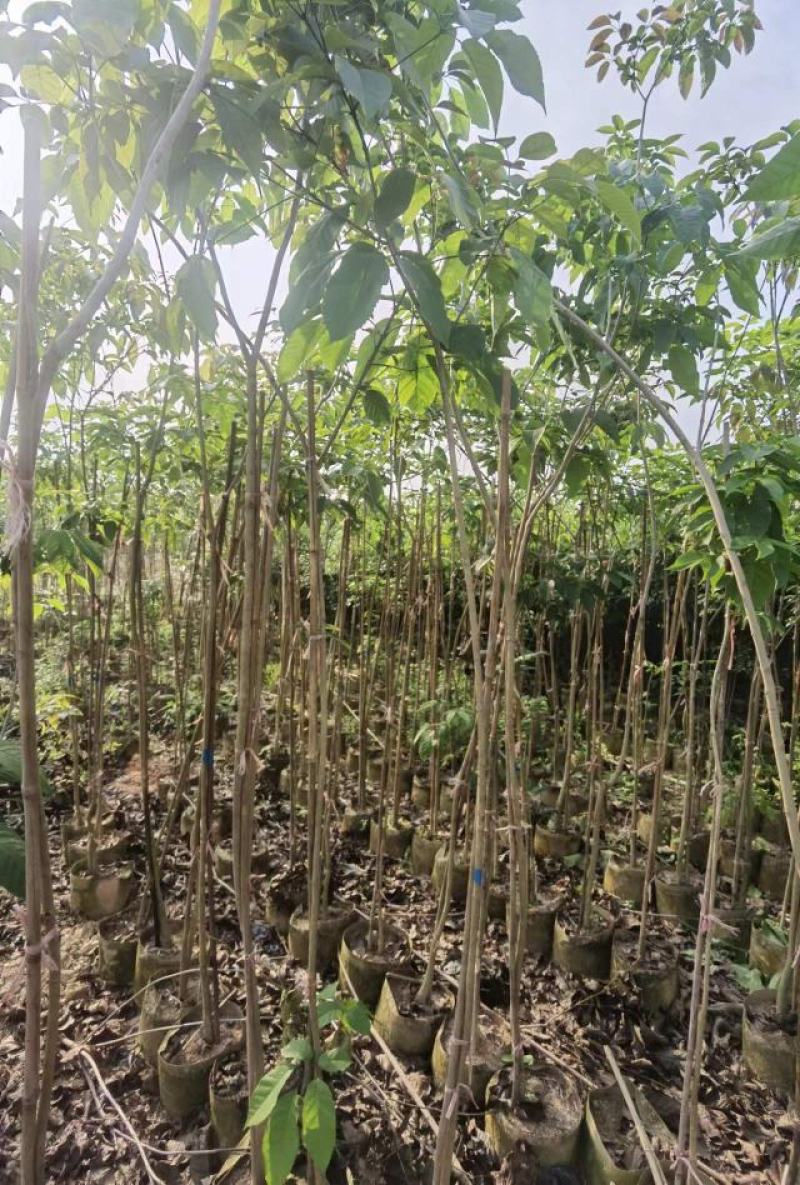 热卖广东1/3公分的紫花风铃木风铃木产地直发