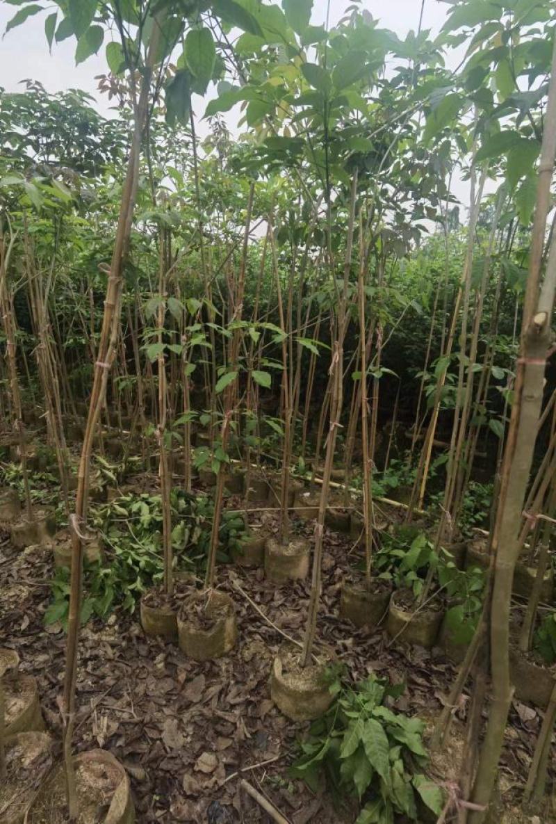 热卖广东1/3公分的紫花风铃木风铃木产地直发