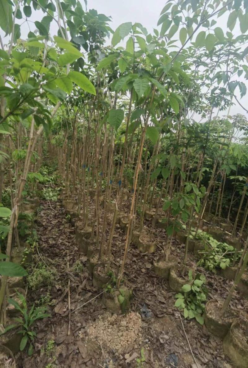 热卖广东1/3公分的紫花风铃木风铃木产地直发