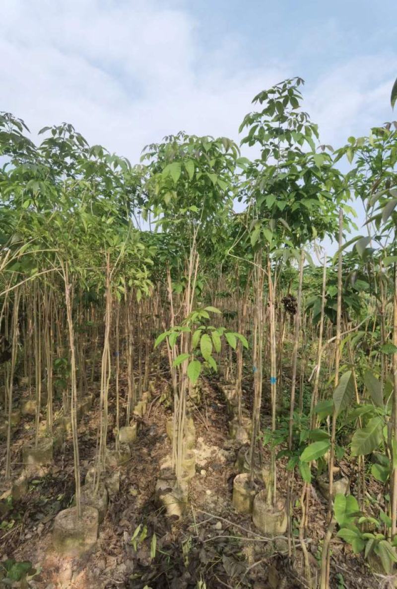 热卖广东1/3公分的紫花风铃木风铃木产地直发