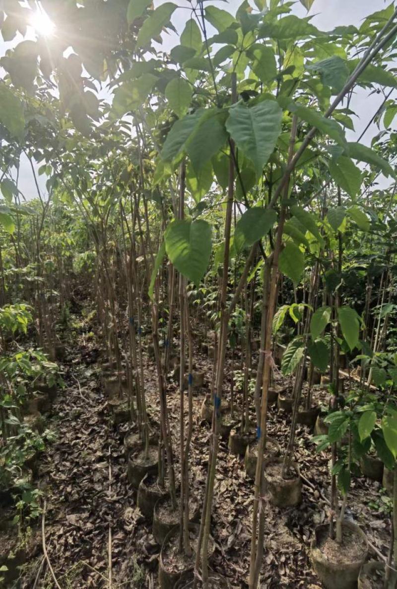 热卖广东1/3公分的紫花风铃木风铃木产地直发