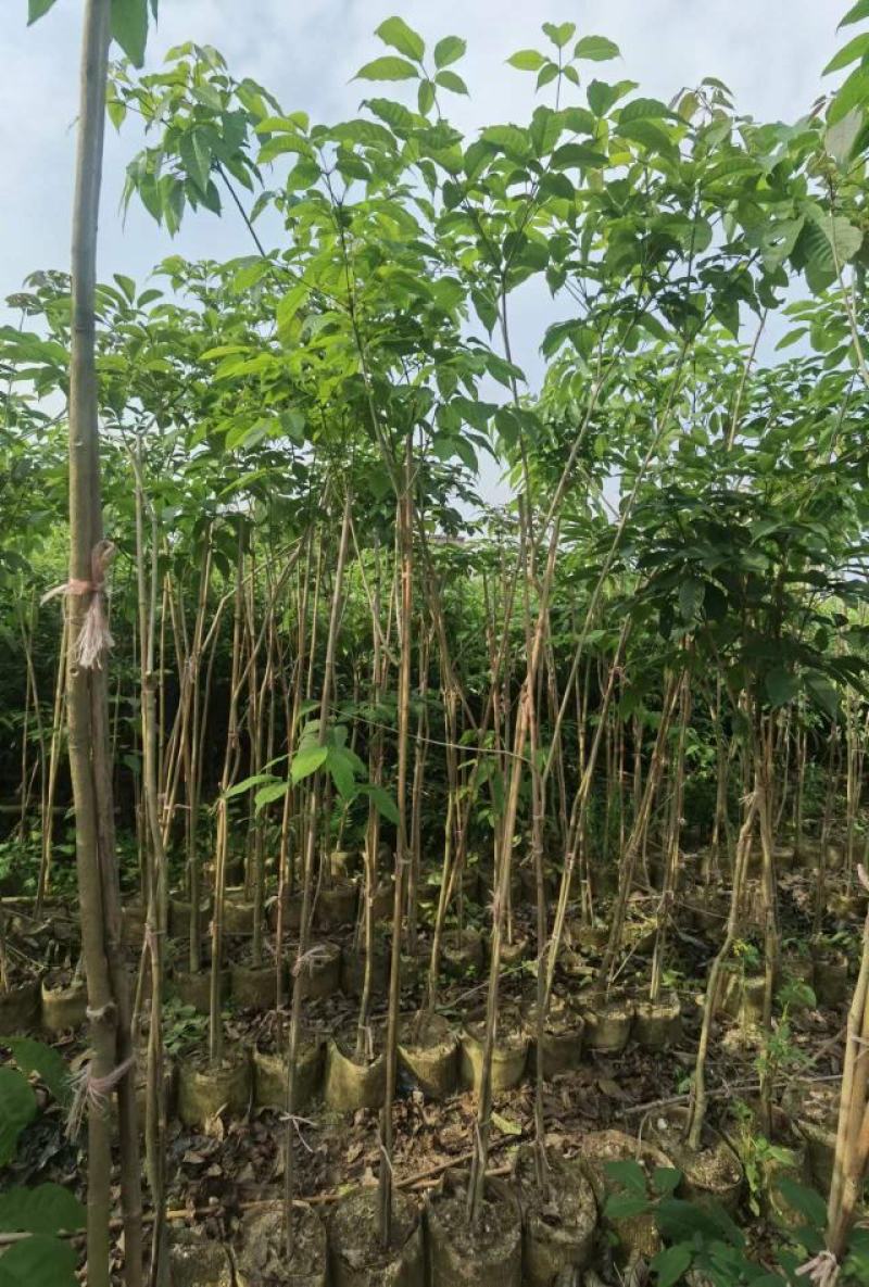 热卖广东1/3公分的紫花风铃木风铃木产地直发