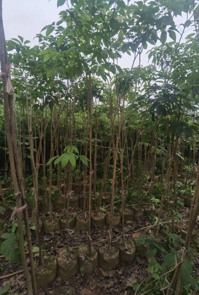 热卖广东1/3公分的紫花风铃木风铃木产地直发