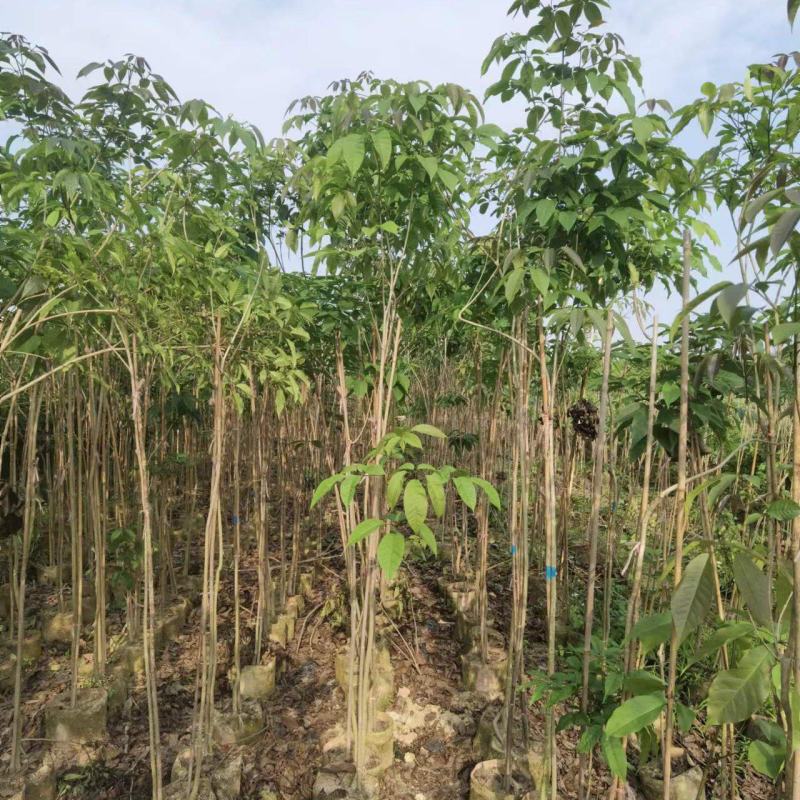 热卖广东1/3公分的紫花风铃木风铃木产地直发