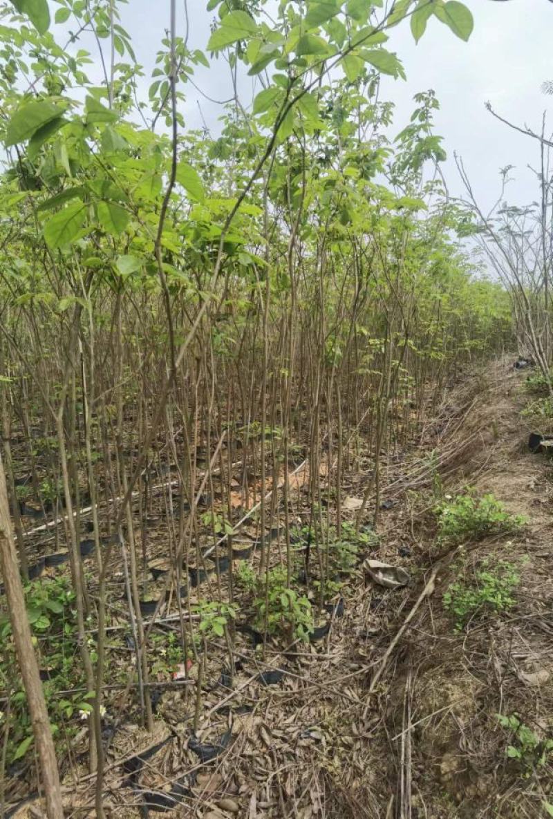 推荐广东风铃木1/3公分的黄花风铃木产地直发