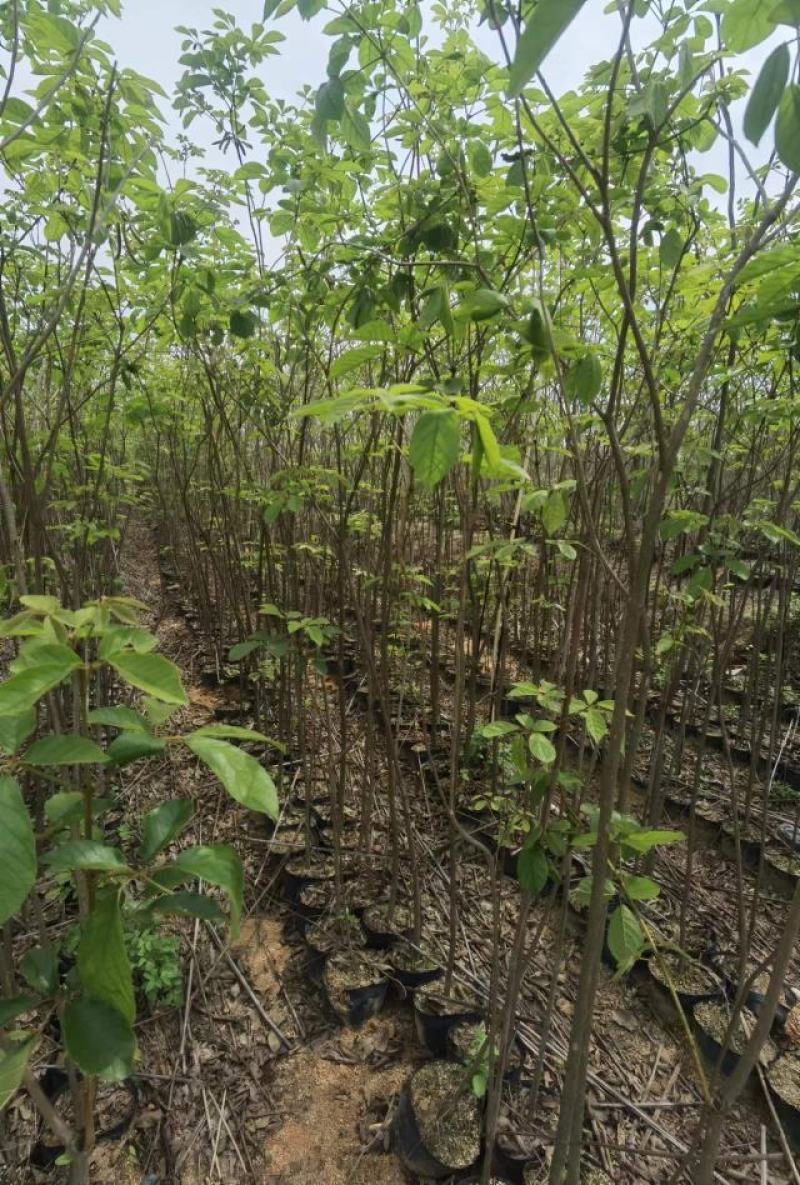 推荐广东风铃木1/3公分的黄花风铃木产地直发