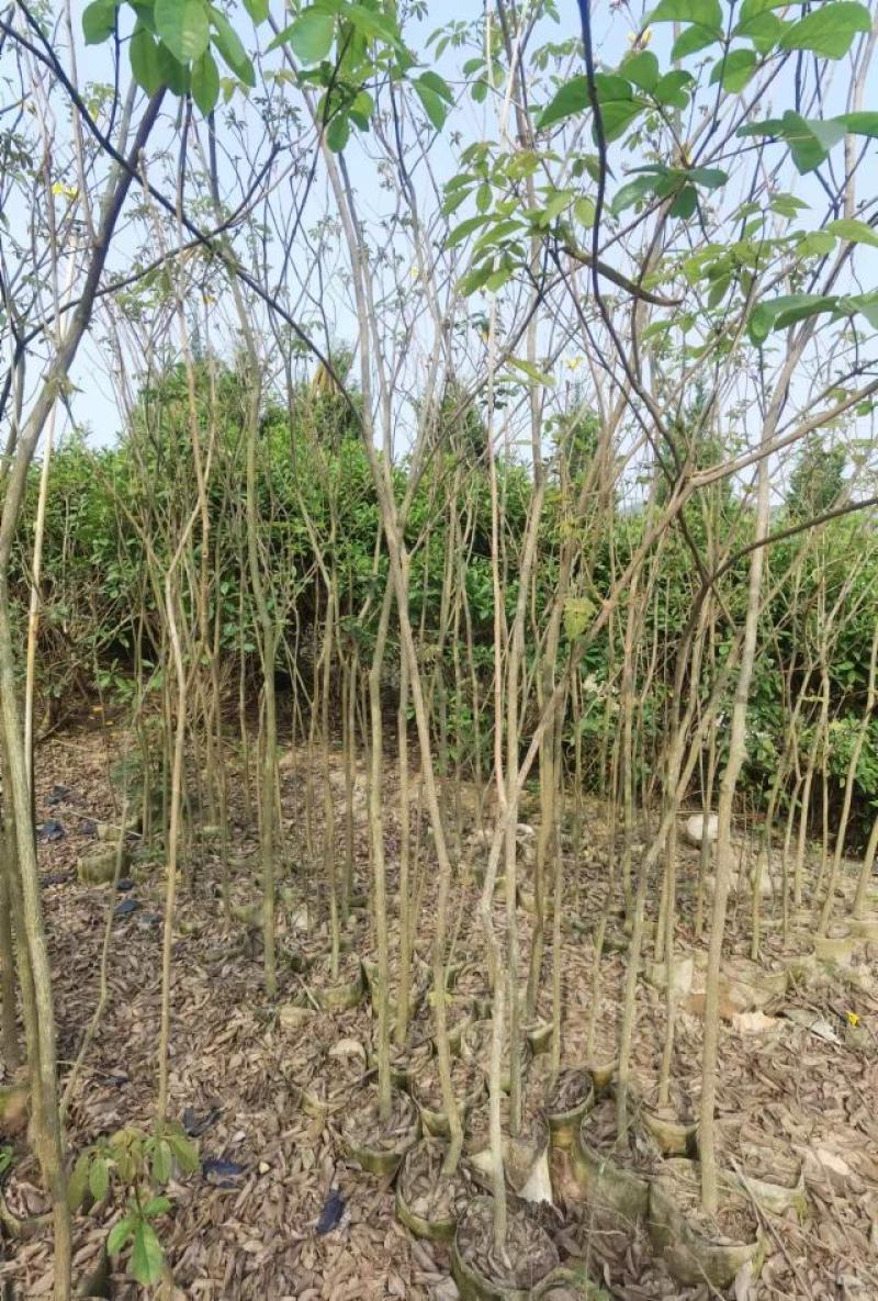 推荐广东风铃木1/3公分的黄花风铃木产地直发