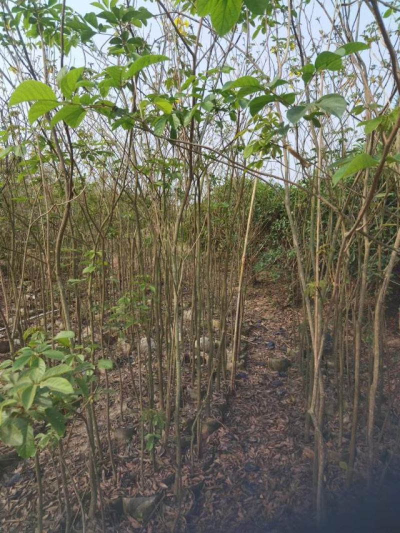 推荐广东风铃木1/3公分的黄花风铃木产地直发