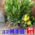 药用佛手苗佛手柑苗佛手果树苗地栽盆栽观尝佛手果苗包邮