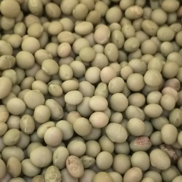 菜豆毛豆