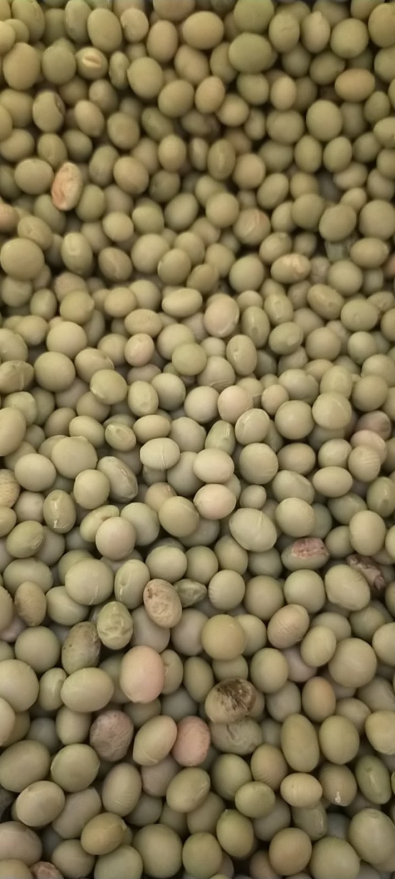 菜豆毛豆