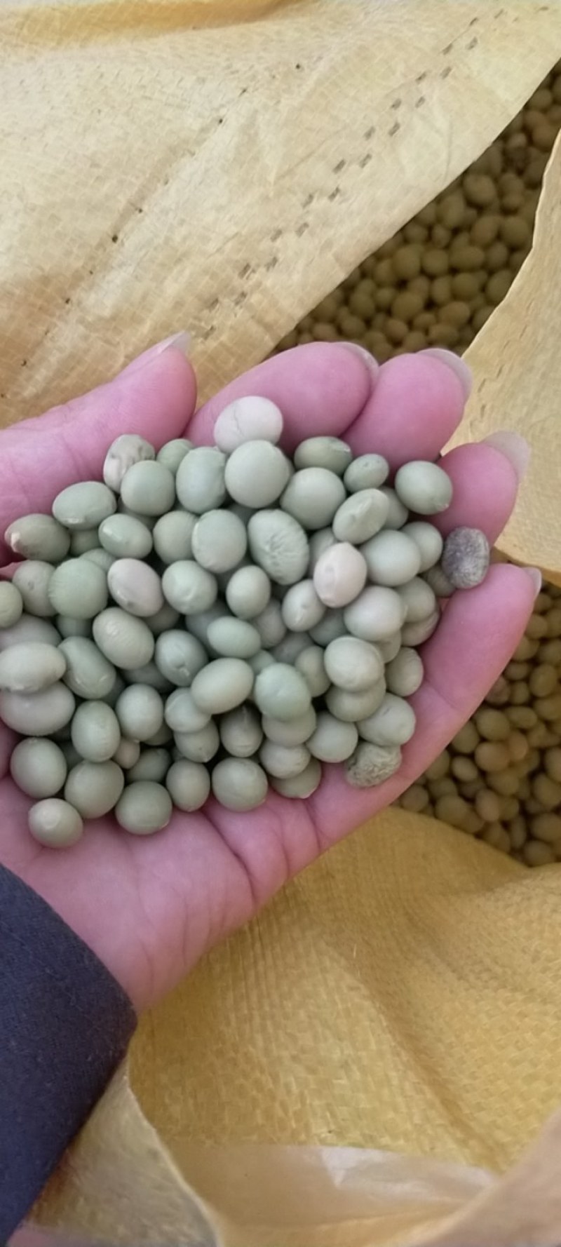 菜豆毛豆