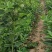 药用佛手苗佛手柑苗佛手果树苗地栽盆栽观尝佛手果苗包邮
