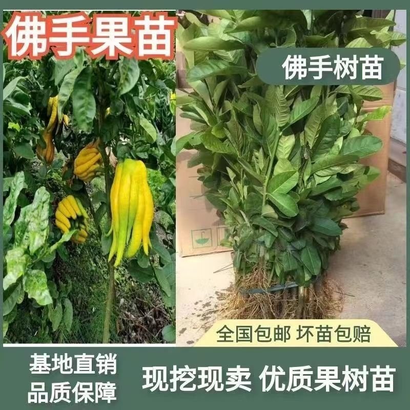 金华佛手盆栽带果/佛手树苗/佛手柑盆栽招财花卉佛手苗包邮
