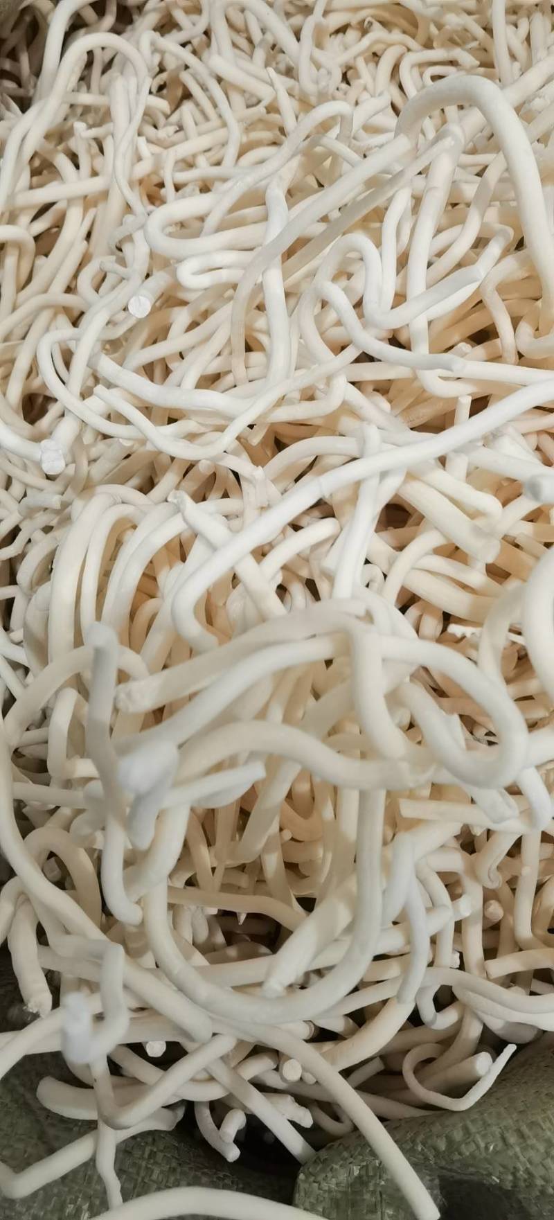 通草