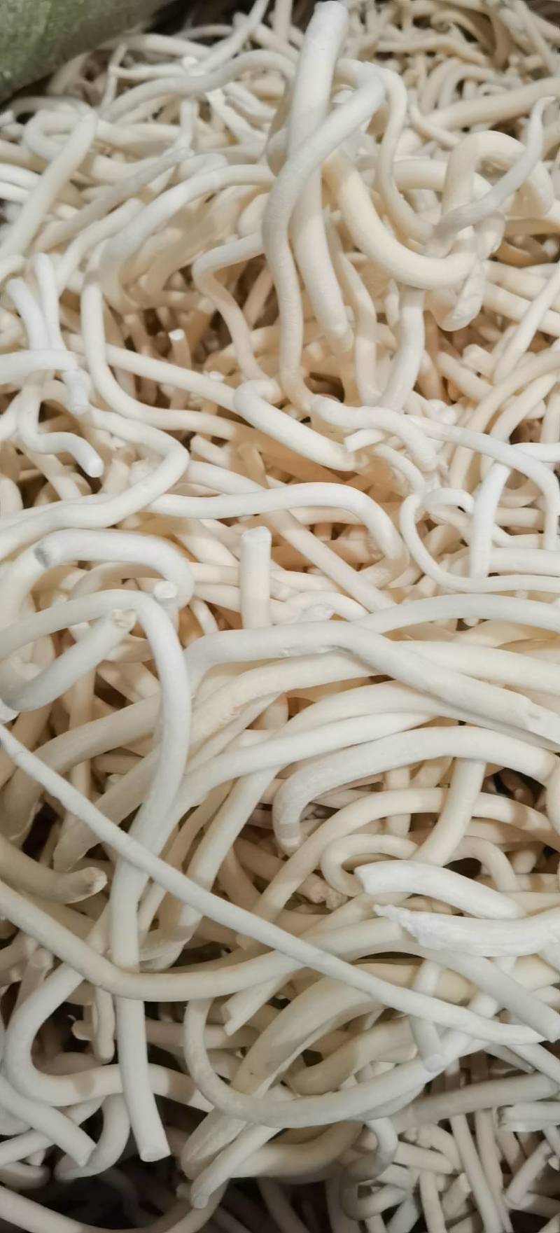 通草