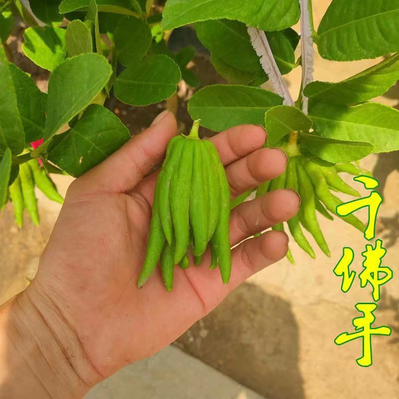 金华佛手盆栽带果/佛手树苗/佛手柑盆栽招财花卉佛手苗包邮