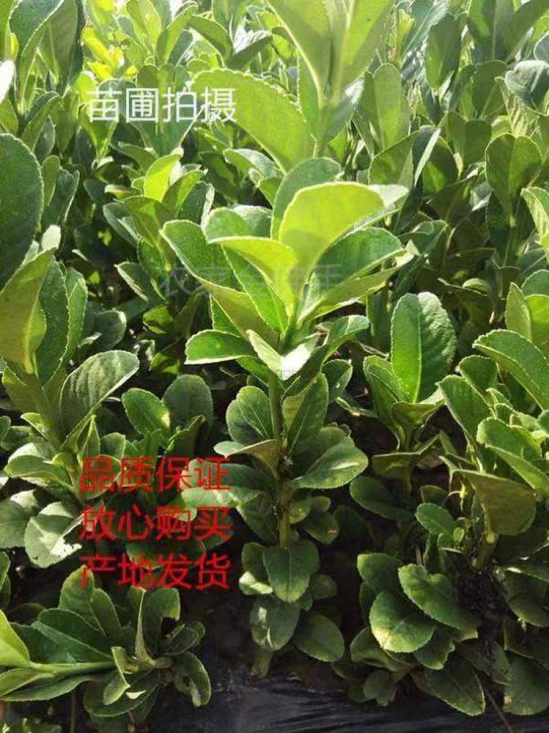金华佛手盆栽带果/佛手树苗/佛手柑盆栽招财花卉佛手苗包邮
