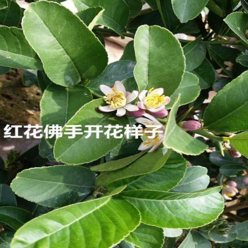 金华佛手盆栽带果/佛手树苗/佛手柑盆栽招财花卉佛手苗包邮