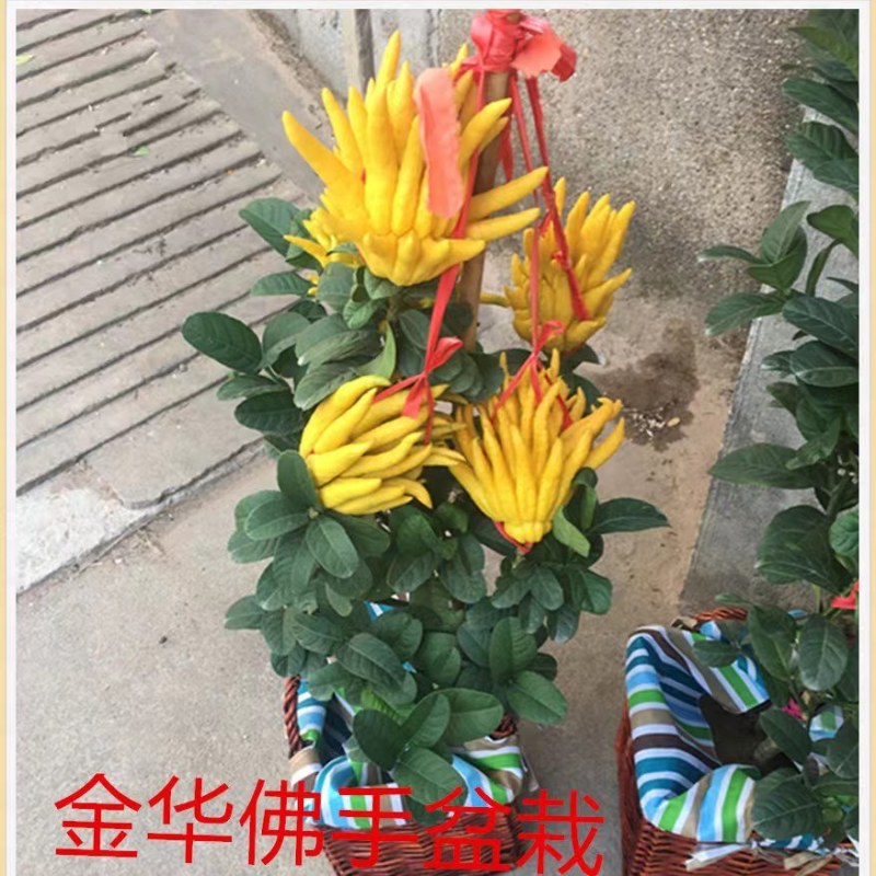 金华佛手盆栽带果/佛手树苗/佛手柑盆栽招财花卉佛手苗包邮