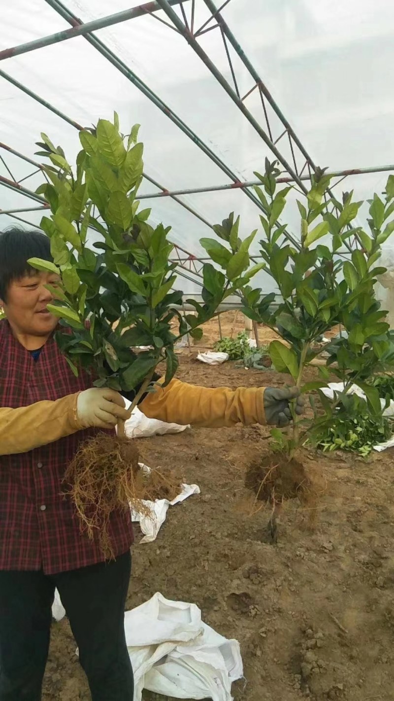 金华佛手盆栽带果/佛手树苗/佛手柑盆栽招财花卉佛手苗包邮