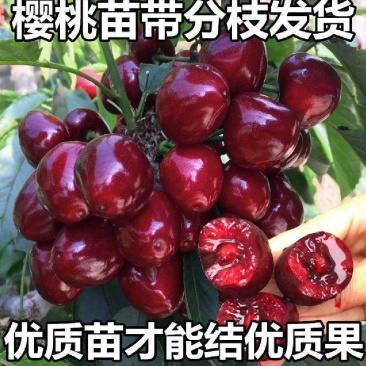 矮化樱桃苗俄罗斯8号车厘子美早齐早瑞德塔玛拉福晨