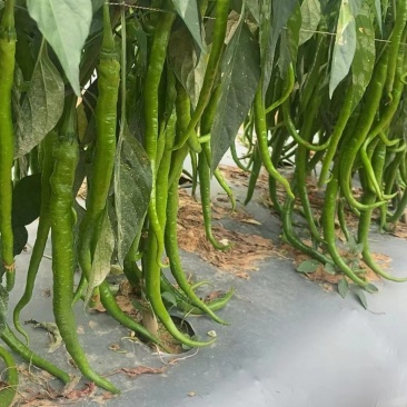 精品二荆条，大量对接市场货，超市各大平台货，工厂货