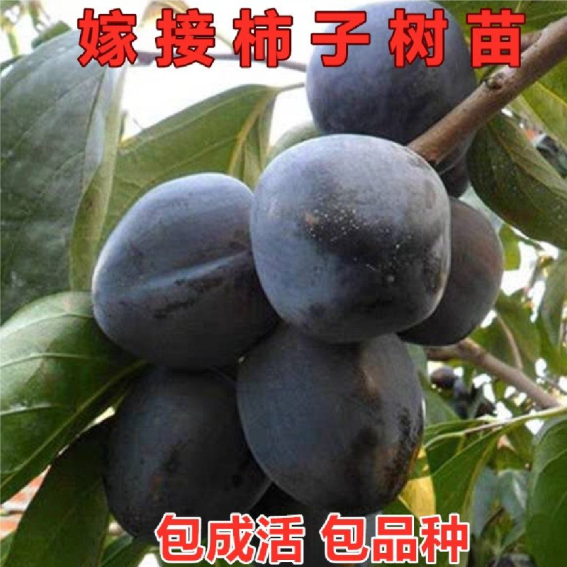 柿子树苗二年生大秋甜柿嫁接苗无核甜柿富有阳丰摘下即食