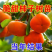 柿子树苗二年生大秋甜柿嫁接苗无核甜柿富有阳丰摘下即食