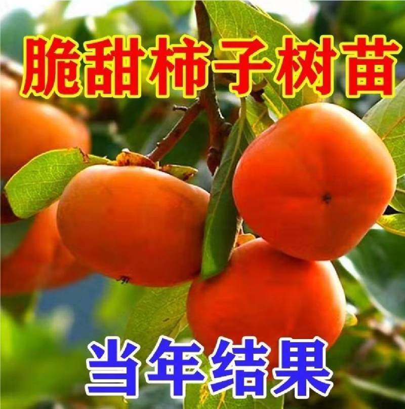 柿子树苗二年生大秋甜柿嫁接苗无核甜柿富有阳丰摘下即食