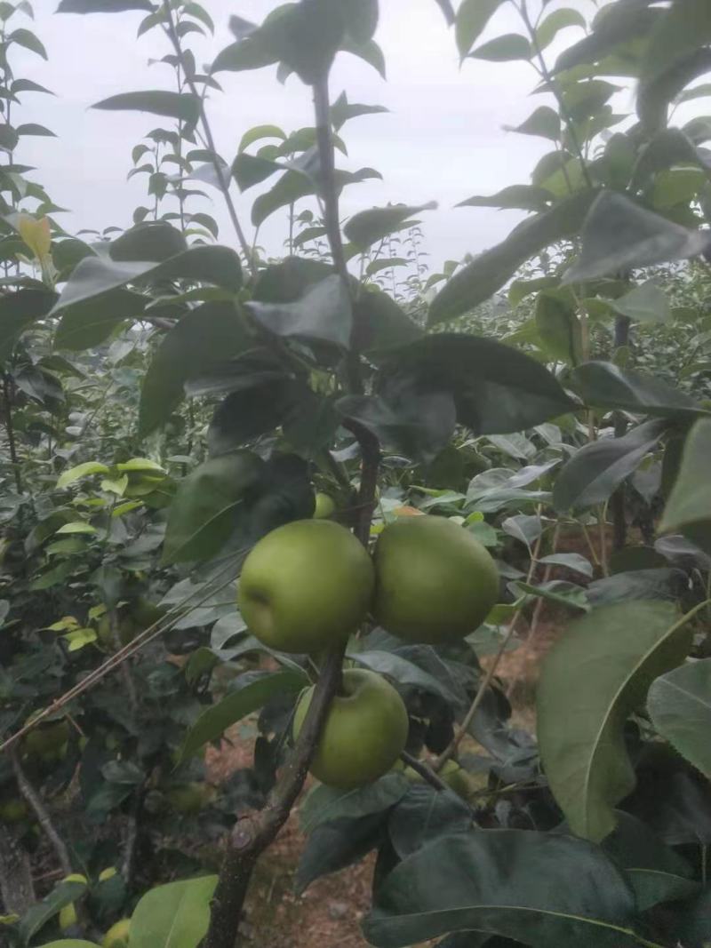 好吃的正宗苍溪翠冠梨来了哟！品质好货源足