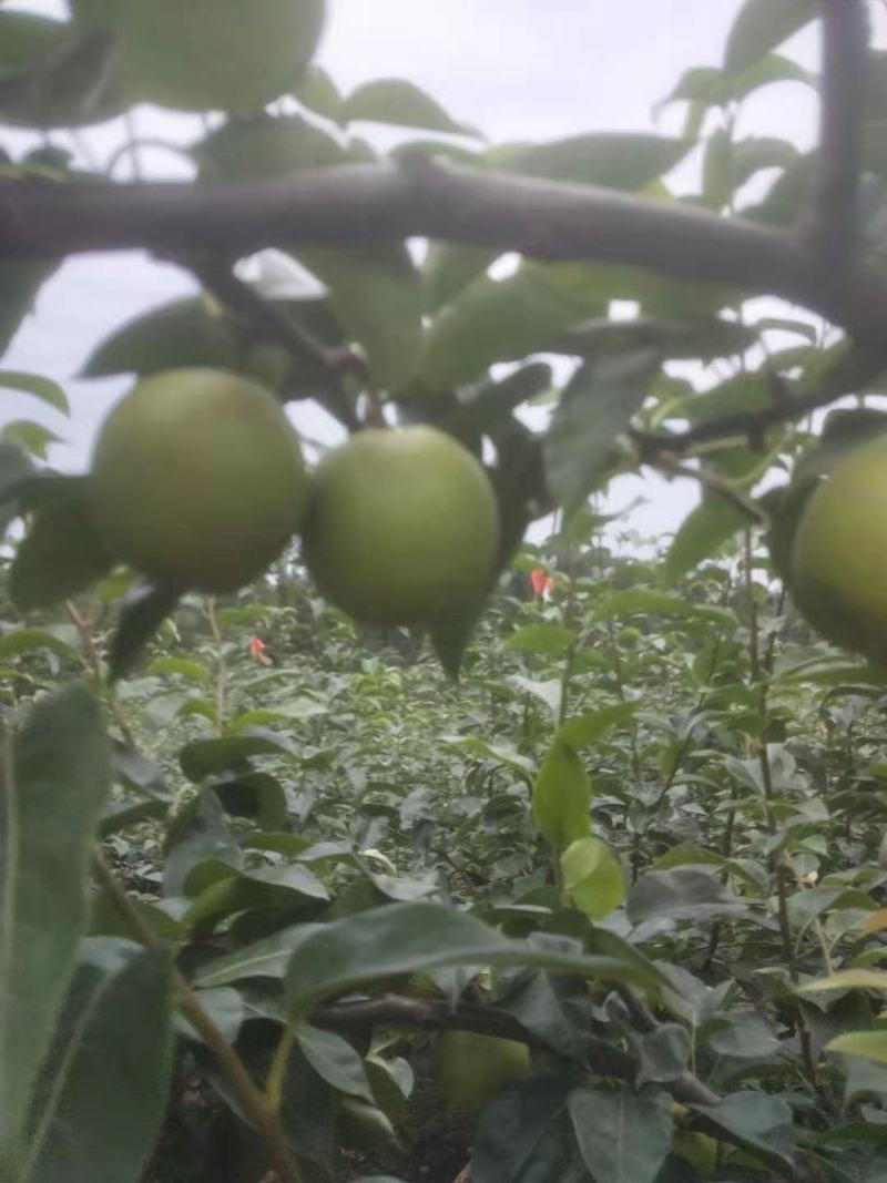 好吃的正宗苍溪翠冠梨来了哟！品质好货源足