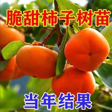 柿子树苗二年生大秋甜柿嫁接苗无核甜柿富有阳丰摘下即食